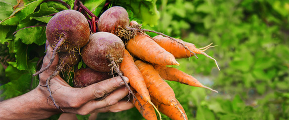 organic home vegetables carrots and beets in the hands of men. Selective focus.