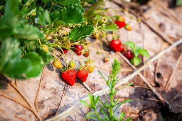 Fresh Strawberries fruits on the branch at the morning lighting and hanging from the tree.