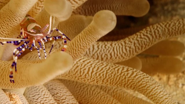 Close up of a cleaner shrimp as a part of the coral reef in the Caribbean Sea around Curacao