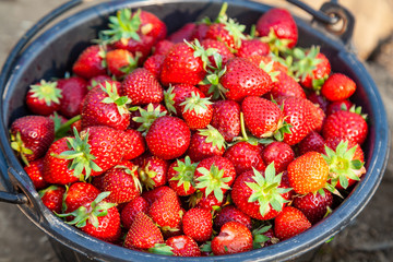 Close Up Fresh Red Strawberries in the Black Plastic Bucket.