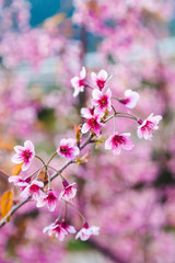 Fototapeta premium Beautiful Wild Himalayan Cherry Tree (Prunus cerasoides) or Thai Cherry blooming at Chiangmai, Thailand