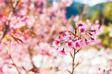 Beautiful Wild Himalayan Cherry Tree (Prunus cerasoides) or Thai Cherry blooming at Chiangmai, Thailand