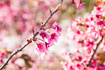 Beautiful Wild Himalayan Cherry Tree (Prunus cerasoides) or Thai Cherry blooming at Chiangmai, Thailand