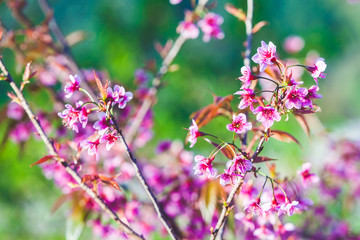 Beautiful Wild Himalayan Cherry Tree (Prunus cerasoides) or Thai Cherry blooming at Chiangmai, Thailand