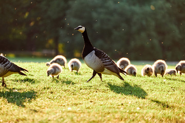 Barnacle geese with chicks in Kaivopuisto park, Helsinki, Finland