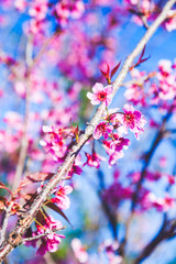 Beautiful Wild Himalayan Cherry Tree (Prunus cerasoides) or Thai Cherry blooming at Chiangmai, Thailand
