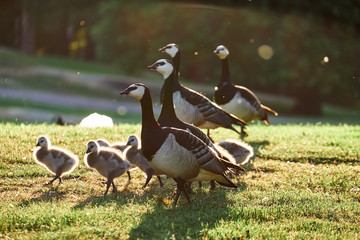 Barnacle geese with chicks in Kaivopuisto park, Helsinki, Finland