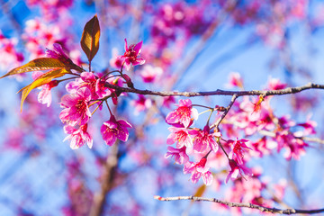 Beautiful Wild Himalayan Cherry Tree (Prunus cerasoides) or Thai Cherry blooming at Chiangmai, Thailand