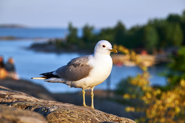 a gull standing on the stone, scandinavian nature, Helsinki, Finland