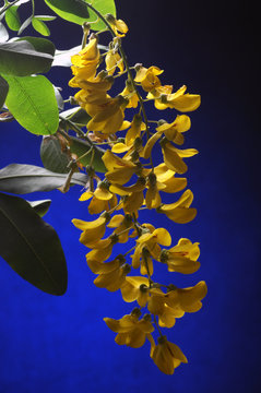 Laburnum anagyroides Maggiociondolo Citiso Golden chain lluvia de oro Common laburnum Gemeiner Goldregen &eacute;b&eacute;nier 