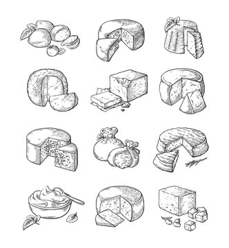 set of different cheese Vector illustration collection