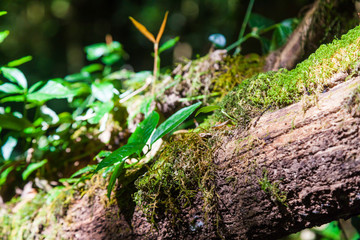 Sphagnum moss on Branch Tree in Ang Ka Luang Nature Trail at Doi Inthanon National Park in Chiang Mai, Thailand.