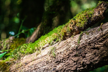 Sphagnum moss on Branch Tree in Ang Ka Luang Nature Trail at Doi Inthanon National Park in Chiang Mai, Thailand.