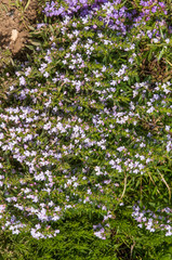 Blühendes Bohnenkraut