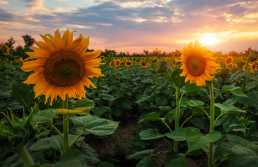 Obraz premium Summer landscape: beauty sunset over sunflowers field