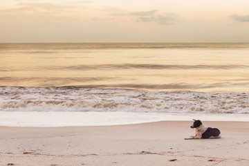 Thai Dog sitting and enjoying seascape on the sea beach peacefully