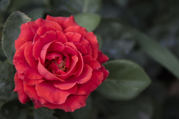 Red rose in the garden