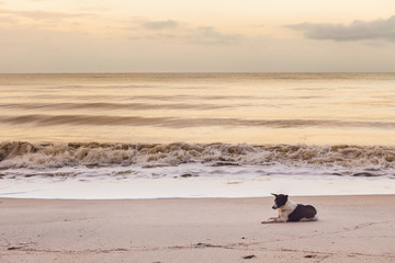 Thai Dog sitting and enjoying seascape on the sea beach peacefully