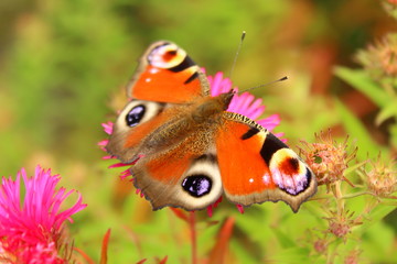 Pfauenauge auf einer Aster