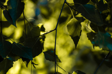Close up of birch tree leaf hanging on the tree