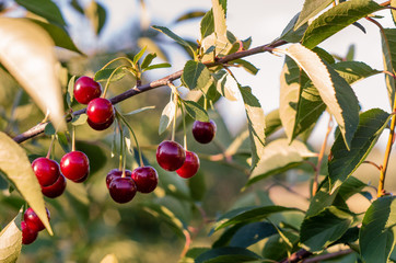 Close up of cherry fruits hanging on the tree