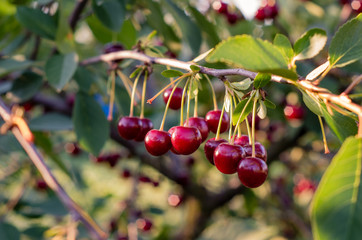 Close up of cherry fruits hanging on the tree