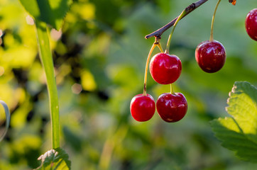 Close up of cherry fruits hanging on the tree