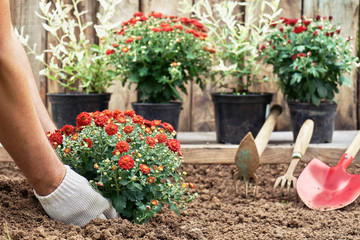 Gardener planting a bush of a red chrysanthemum into the ground