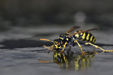 Polistes sp. wasp, Crete
