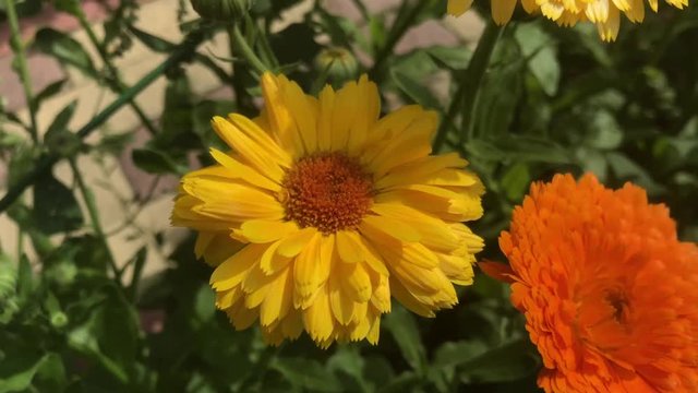 Honey bee on an orange flower of calendula, close-up, summer
