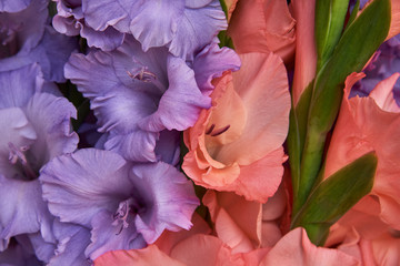 Purple and pink gladiolus. Background