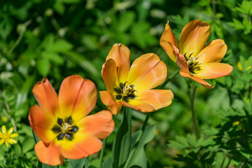 beautiful orange blooming tulips in the garden