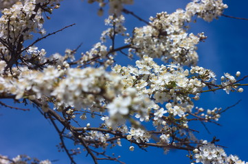 Tree blossoming at spring