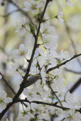 Flower. Almond.