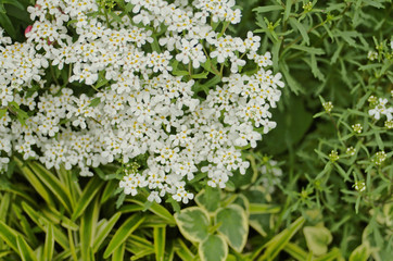 Evergreen candytuft ,perennial candytuft (Iberis sempervirens) or Rocket Candytuft ,Annual Candytuft (Iberis amara) is a blanket of snow pure white large clusters of flowers carpet use as ground-cover