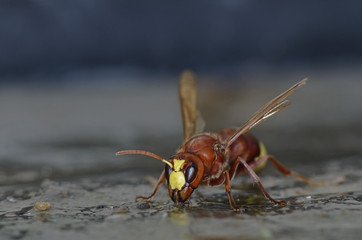 Oriental hornet - Vespa orientalis, Crete
