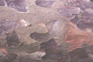 barc of pine tree, soft khaki color