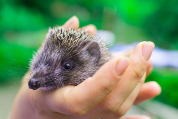 hedgehog on hand