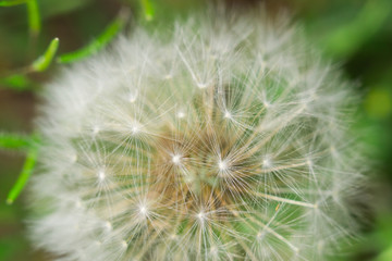 dandelion macro photo