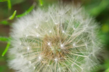 Rolgordijnen dandelion macro photo © Алексей Филатов