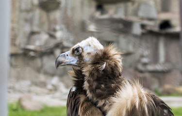 vulture closeup in own environment