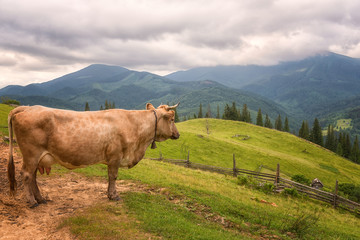 Fototapeta na wymiar Cow grazing in the summer alpine meadow, natural outdoor animal background, Carpathian mountains
