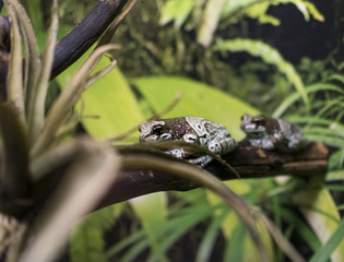 frogs sit on a branch in a row
