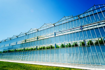 Fototapeta premium Modern glass greenhouses against the blue sky.