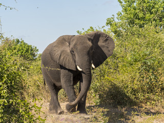 African elephant, Loxodonta africana, in bush Chobe National Park, Botswana