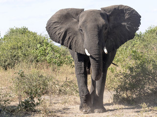 Angry, Loxodonta africana, Chobe National Park, Botswana