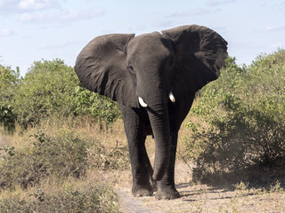 Fototapeta na wymiar Angry, Loxodonta africana, Chobe National Park, Botswana