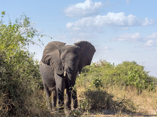 Obraz premium African elephant, Loxodonta africana, in bush Chobe National Park, Botswana