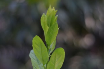 Lemon Plant New Leafs 