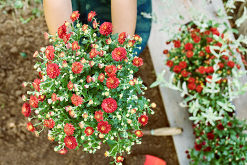 Girl planting a bush of a red chrysanthemum to the ground